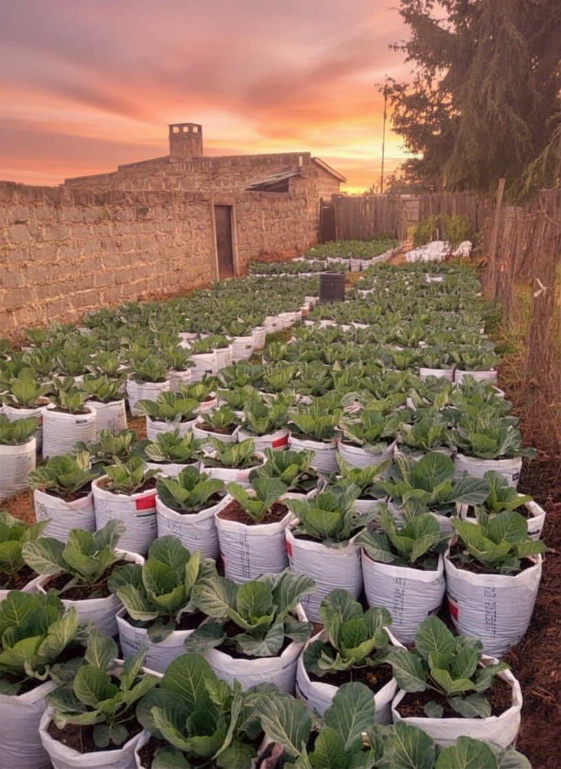 Cabbage bag farming at sunset